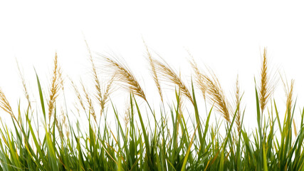 Pampas Grass in the Wind Lush Green Blades and Feathery Seed Heads