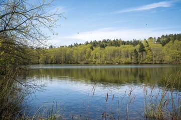 Wildlife and birds thriving by a calm lake under bright, clear skies with pure air.
