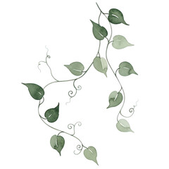 Watercolor vine with green leaves isolated on transparent background