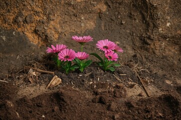 Flowers are cultivated by blending coconut residue into the earth.