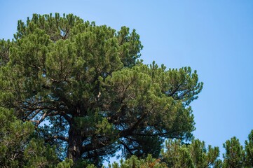 Fototapeta premium Lush Green Cedar Tree with Scenic Beauty