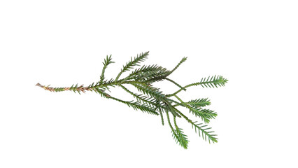 Feathery Aquatic Plant Myriophyllum on White Background