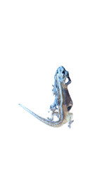Lizard Shedding Skin on White Background