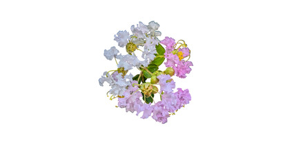 The wallflowers bloom gently