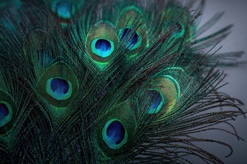 Vibrant and Creative Feathers of a Peacock