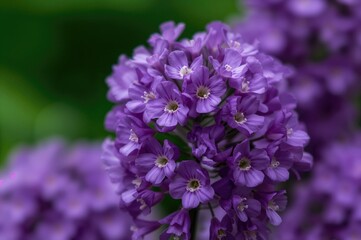 Detailed view of vibrant purple blossoms on a perennial garden herbaceous plant