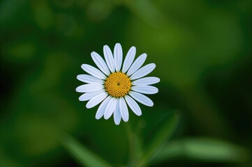 Fototapeta premium Detailed view of the flower cluster of a tridax daisy plant
