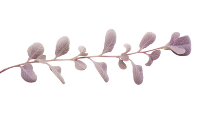 Delicate Pale Pink Branch with Small Leaves Isolated on Transparent Background