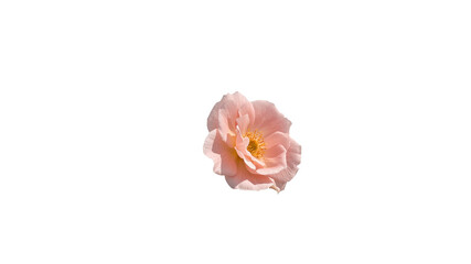 Delicate Pink Rose Blossom Isolated on Transparent Background