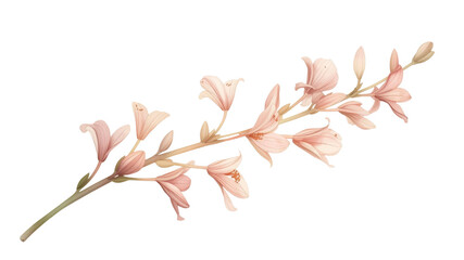 Delicate Peach Blossom Branch Isolated on Black