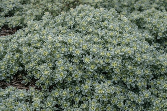 Crambe maritima: A halophytic perennial flowering plant known as sea kale or sea colewort