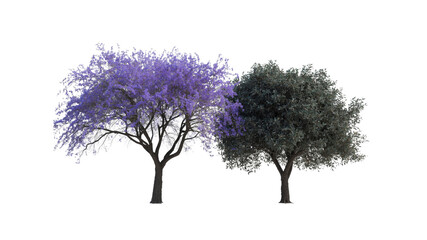 Two Trees, Purple Jacaranda and Olive Tree, Isolated on Transparent Background