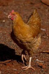 Oranger Buff Orpington