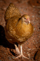 Oranger Buff Orpington
