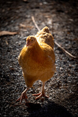 Oranger Buff Orpington