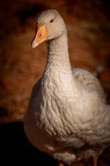 Goose