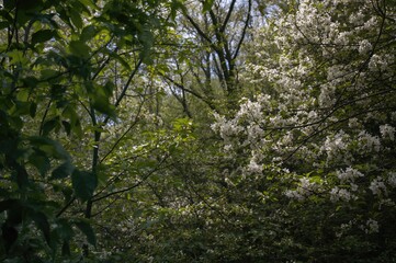 In a sunny woodland, the intricate green leaf patterns highlight nature's charm, while the white flowers on the trees create lively splashes of color