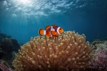 Vibrant anemonefish in a tropical coral reef
