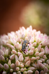 fly on flower