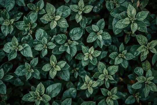 Fototapeta Spiral and curly foliage design with floral and natural themes