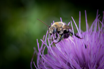 bee on a thistle flower