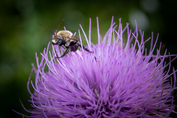 bee on a thistle flower