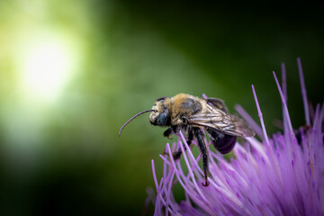 bee on a thistle flower