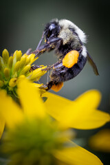 bee on yellow flower
