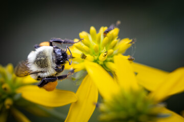 bee on yellow flower