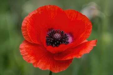 Fototapeta premium Detailed View of a Papaver Rhoeas Blossom
