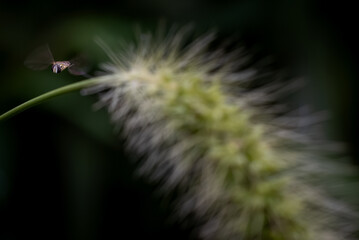 dandelion seed head