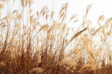 Withered yellow reed plants