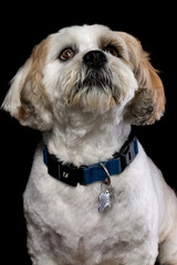 Lhasa Apso portrait