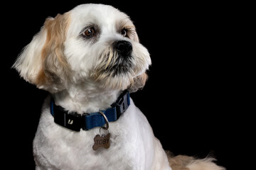 Lhasa Apso portrait
