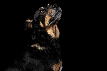 Mutt portrait on black