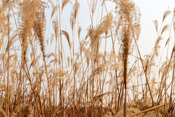 Withered yellow reed plants