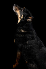 Mutt portrait on black background