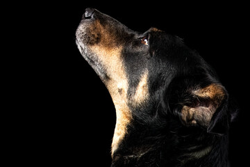 Mutt portrait on black background