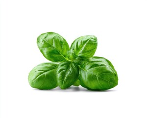 Fototapeta premium Fresh, vibrant basil leaves, intensely green and clustered together on a clean white backdrop