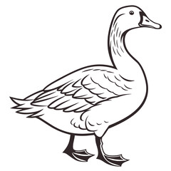 goose on a white background