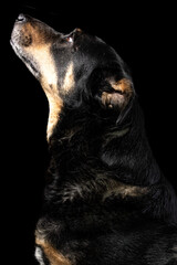 Mutt portrait on black background