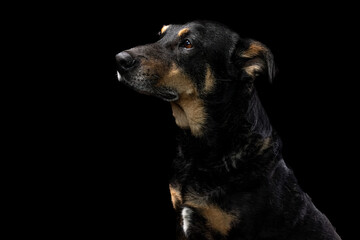 Mutt portrait on black background