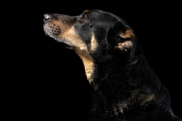 Mutt portrait on black background