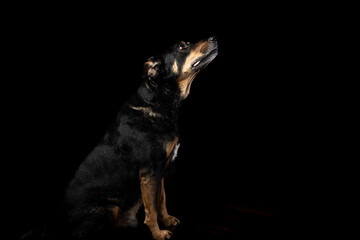 Mutt portrait on black background