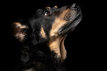 Mutt portrait on black background