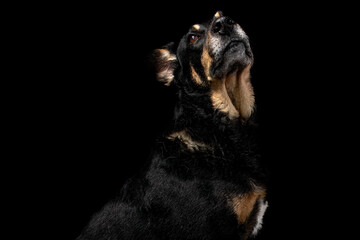 Mutt portrait on black background