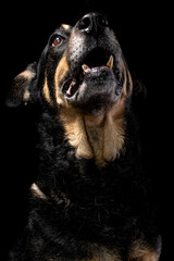 Mutt portrait on black background