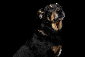 Mutt portrait on black background