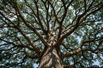Obraz premium Unique shape of a banyan tree