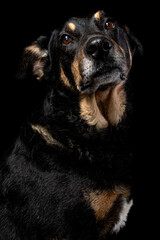 Mutt portrait on black background